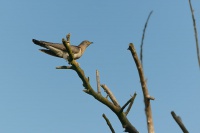 Kukacka obecna - Cuculus canorus - Common Cuckoo 4569